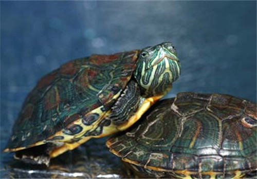 东部网目鸡龟的食物选择