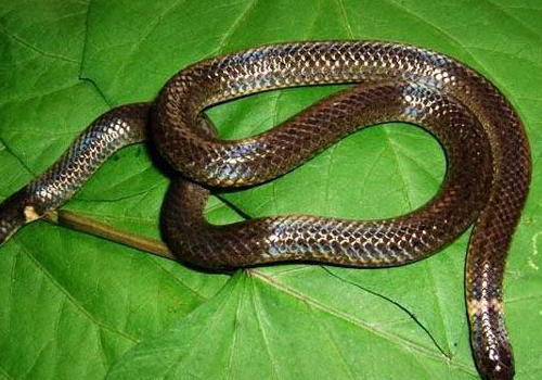 蛇胆有哪些价值 蛇胆有哪些价值