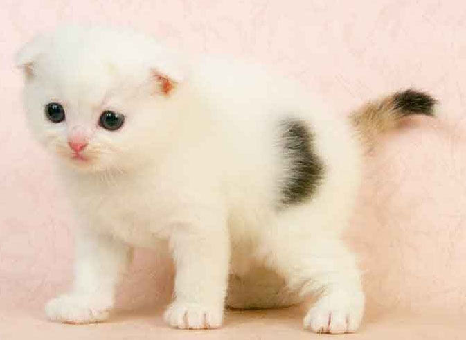 苏格兰折耳猫的遗传疾病 苏格兰折耳猫的遗传疾病