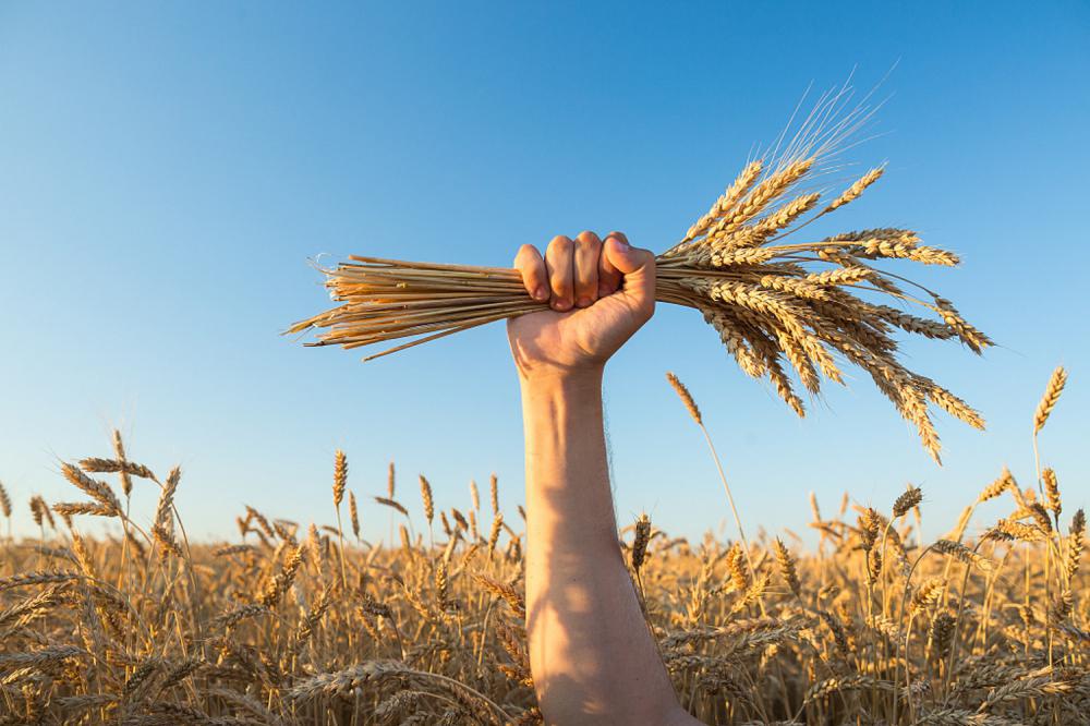 小麦是什么植物，原来生长在哪里