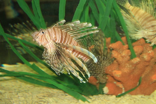 维生素c对水族生物的作用