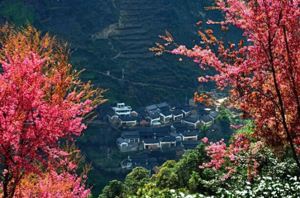 值得收藏：全国各地樱花鉴赏大全
