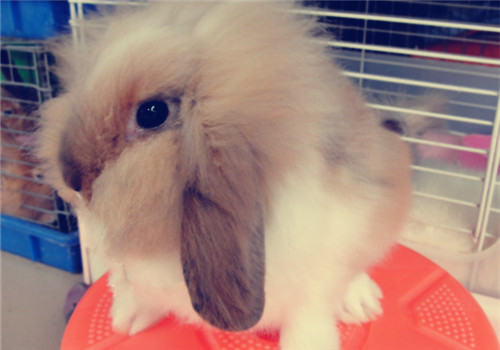 兔兔的用具很重要