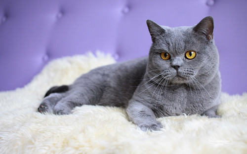 日本短毛猫怎么口腔护理