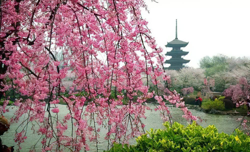 值得收藏：全国各地樱花鉴赏大全