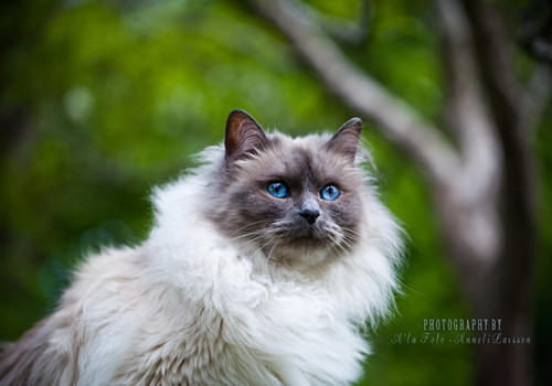 养猫人的性格