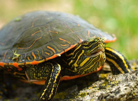 如何挑选健康的火焰龟 如何挑选健康的火焰龟