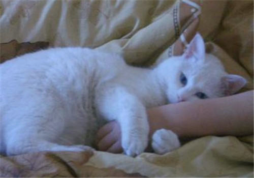 猫咪懂得你对他的爱