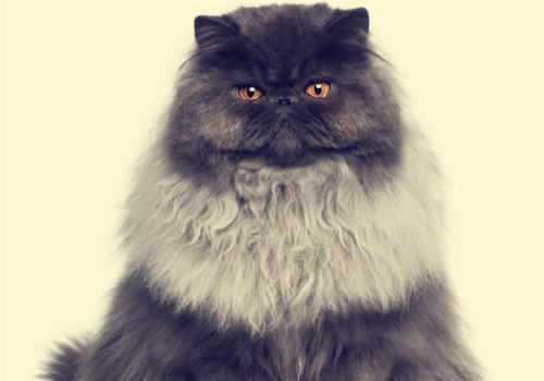 波斯猫的寿命有多久