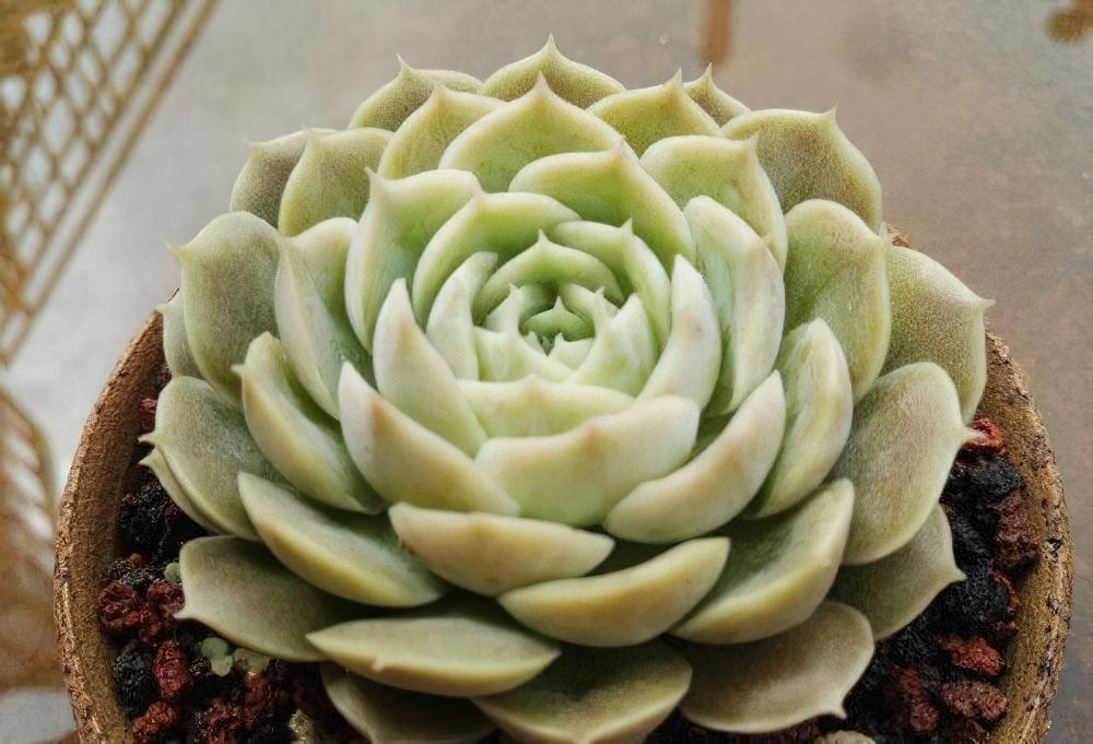 秋天已经过半 ，现在这时节来秀秀我的肉肉该不讨恨了吧？