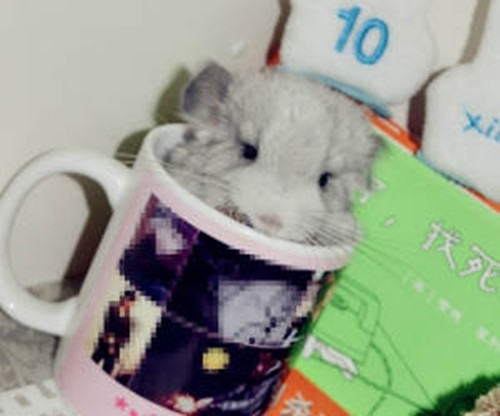 龙猫生产完该如何护理