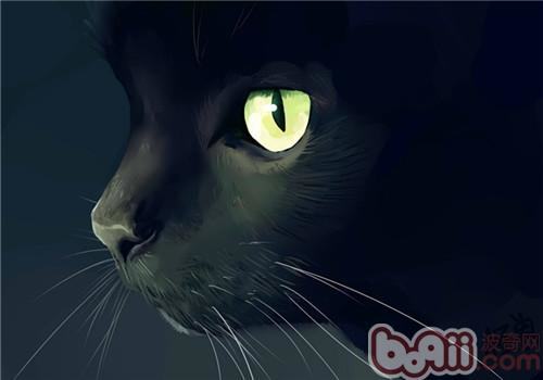 猫咪眼睛的奥妙——为什么夜间猫咪眼睛会发光？