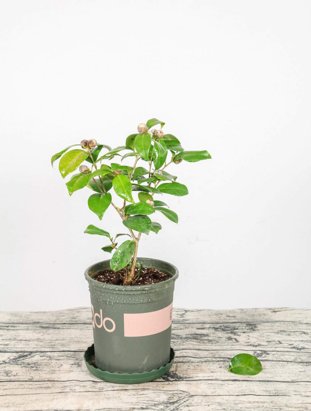 茶花盆栽种植方法