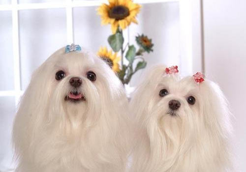 掉毛少的狗有哪些