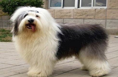 古牧犬掉毛吗?古牧犬修毛 古牧犬掉毛吗?古牧犬修毛