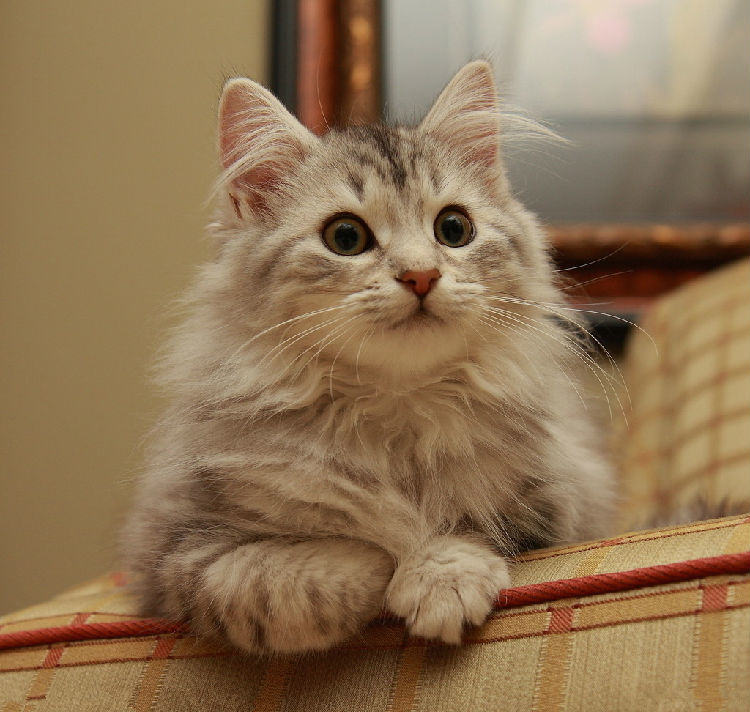 导致猫咪呕吐的3种原因 导致猫咪呕吐的3种原因