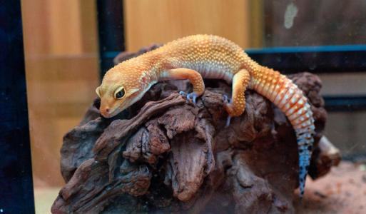 肥尾守宫多少钱？肥尾守宫怎么养？