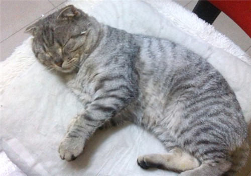 猫咪一直睡觉是因为生病了吗? 猫咪一直睡觉是因为生病了吗?