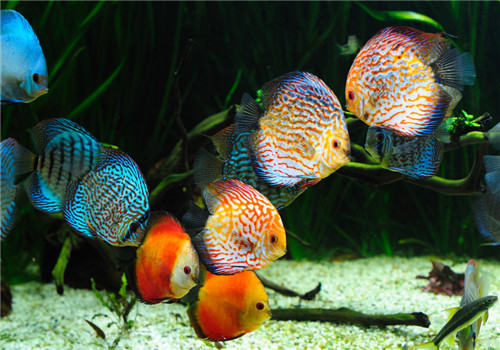 水族箱中降低水硬度的几大方法