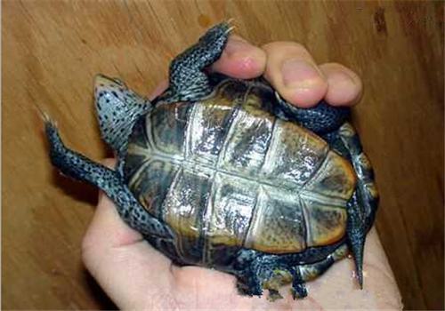 佛罗里达东岸钻纹龟的品种简介