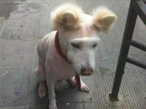“狗狗身上有跳蚤怎么办”有何妙招？