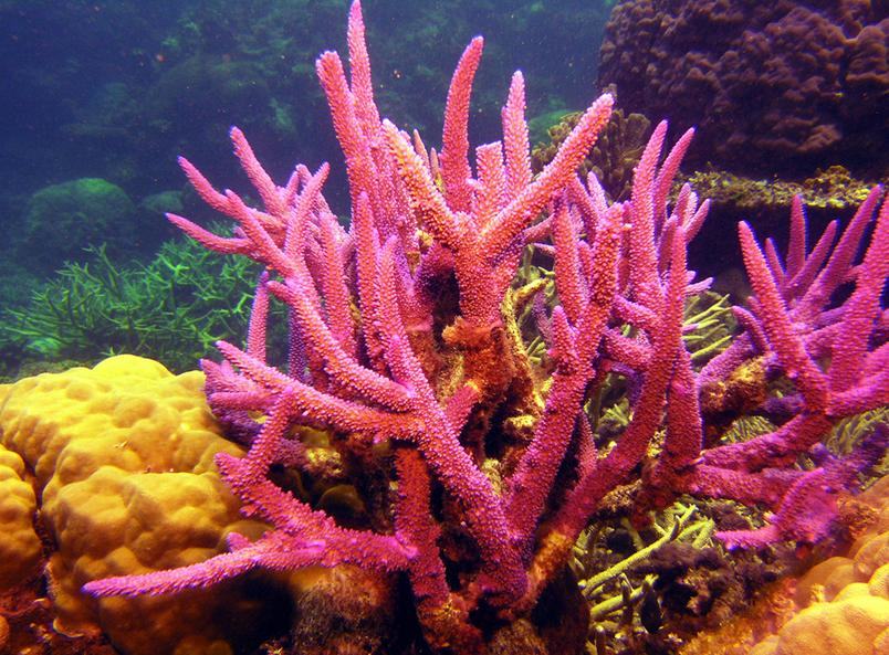 珊瑚为什么会变白
