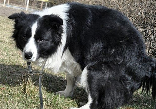 如何让狗狗在笼内排便