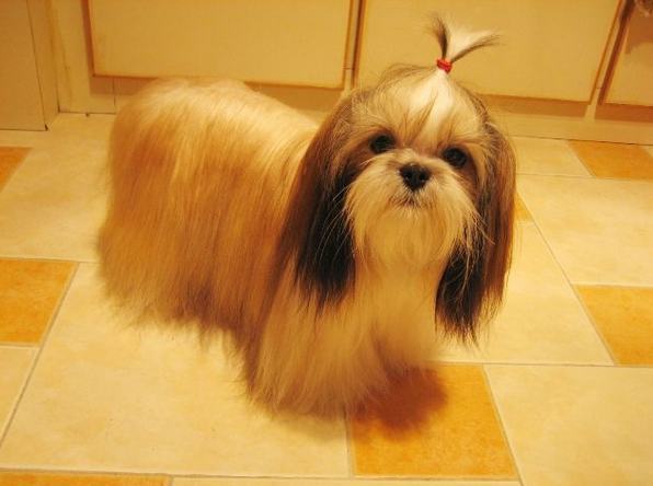 西施犬的训练知识