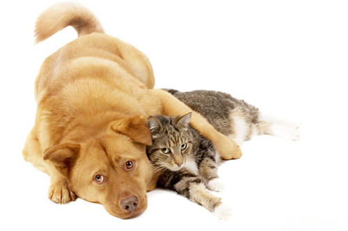 猫狗一起养，合理饲养有技巧