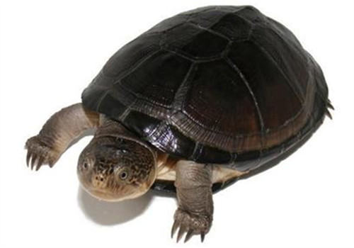 东非侧颈龟的形态特征