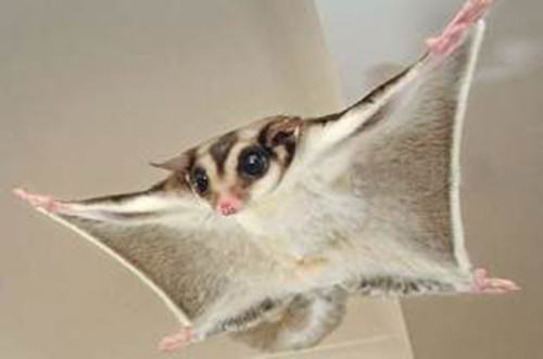 蜜袋鼯笼内配件的安排建议