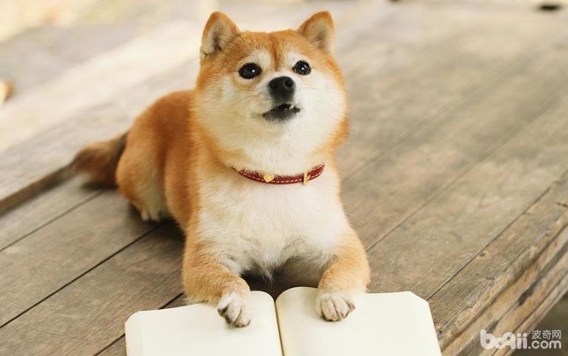 柴犬流眼泪的原因 柴犬流泪怎么办 柴犬流眼泪的原因 柴犬流泪怎么办