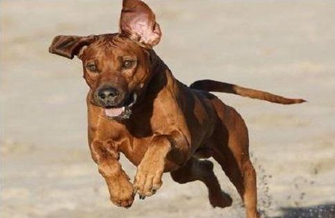 罗得西亚脊背犬怎么样？罗得西亚脊背犬性格