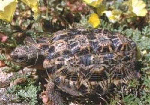 斑点陆龟的形态特征