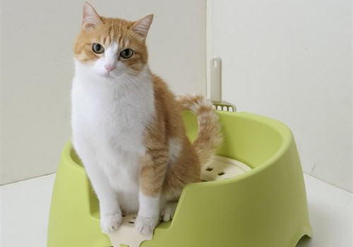 猫咪随地大小便？猫砂盆放错地方啦！