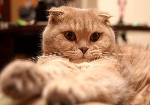 猫咪打呼噜可能是病