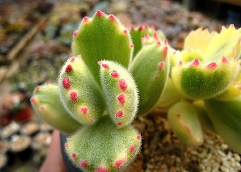 熊童子Cotyledon ladismithen