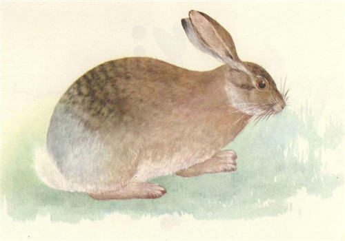灰尾兔的野外分布区域