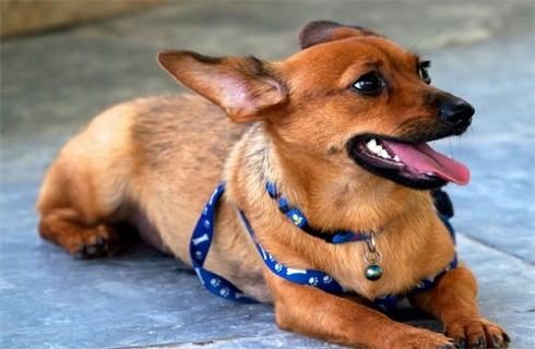 小鹿犬到底有多聪明？