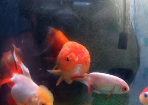 鹅头球的饲料挑选