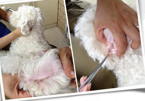 【美容攻略】怎样帮小型犬清理耳道 【美容攻略】怎样帮小型犬清理耳道