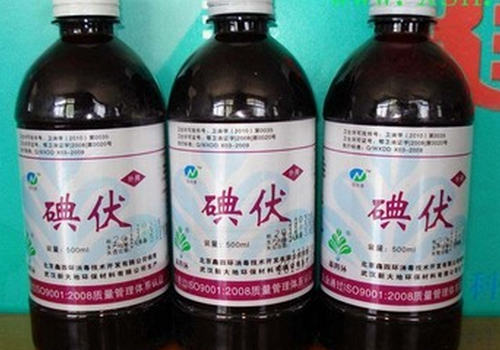 怎样处理鸟儿的普通外伤