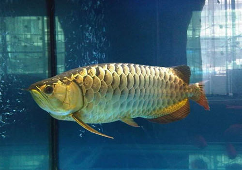 蓝底过背金龙的鉴别方法