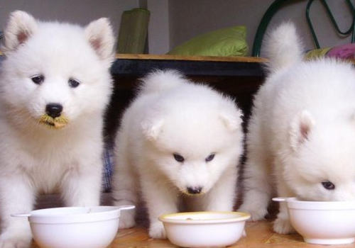 如何改善狗狗牙垢问题