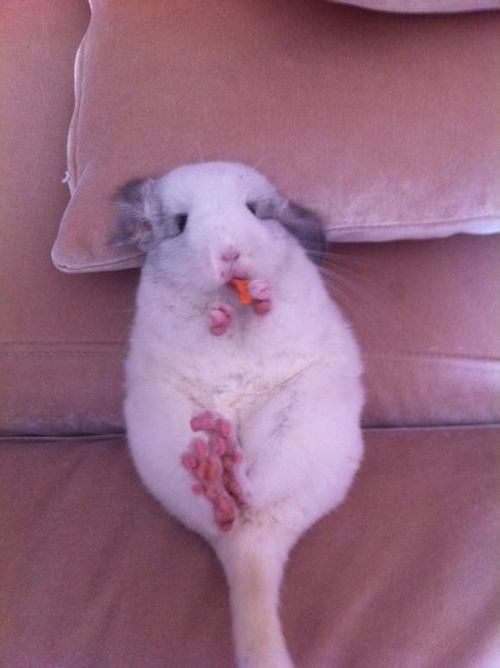 为什么要喂龙猫吃草