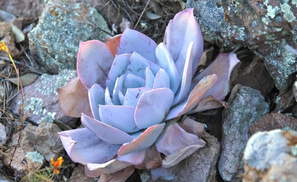 广寒宫 Echeveria cante