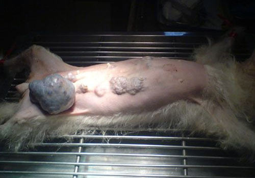 狗狗身上突然长包怎么办