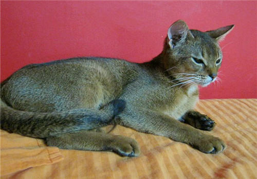 阿比西尼亚猫应该吃什么?