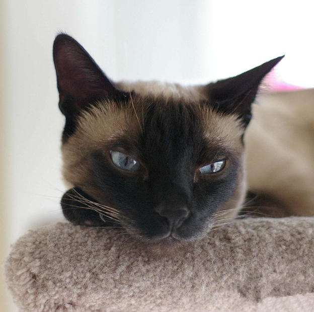 猫咪黑下巴应该怎样处理