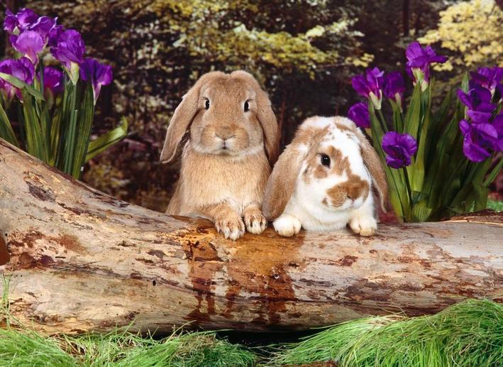 大蒜叶可作为兔兔饲料 大蒜叶可作为兔兔饲料